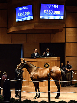 fasig tipton kentucky october yearlings sale quality road colt