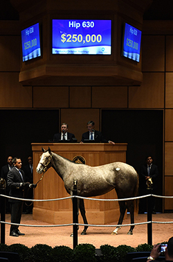 fasig tipton kentucky october yearlings sale hip 630 liam's map filly