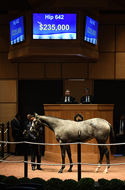 fasig tipton kentucky october yearlings sale hip 642 frosted filly