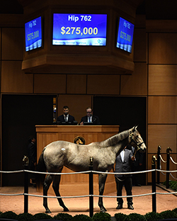 fasig tipton kentucky october yearligns sale hip 762 war front filly