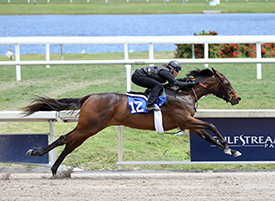 uncle mo filly gulfstream sale
