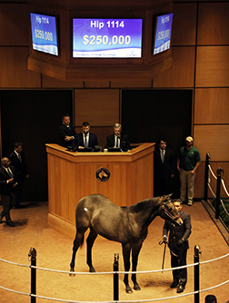 fasig tipton kentucky october yearlings the factor colt