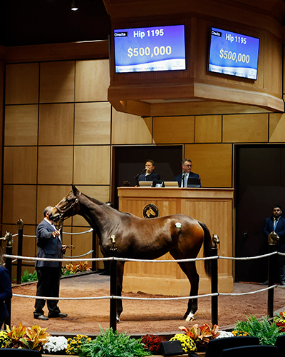 curlin filly