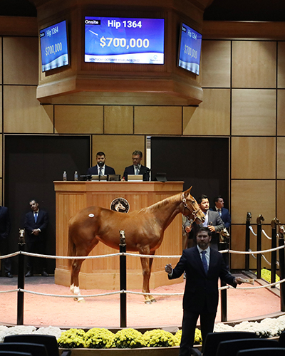 gun runner filly fasig-tipton kentucky october yearlings