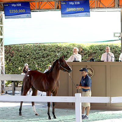 mr big filly fasig tipton photo