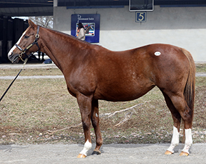 beloveda fasig-tipton kentucky winter mixed