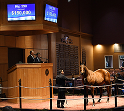 fasig tipton kentucky winter mixed appeal to the win