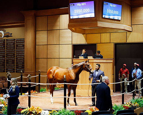 curlin colt fasig-tipton photo