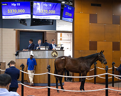 hip 18 brittlan wall