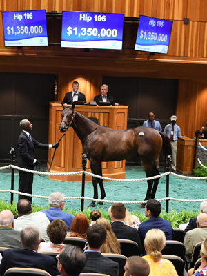 Hip 196 c. Medaglia d'Oro - Coco's Wildcat sells for $1.35M at The Saratoga Sale