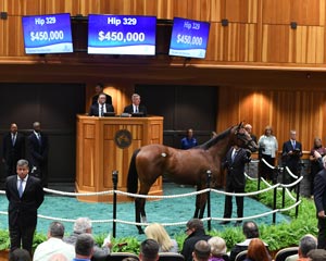 Hip 329 Fasig Tipton NY Bred Sale