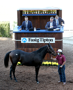 hip 79 stay thirsty california fall yearlings