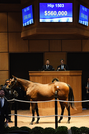 fasig tipton kentucky october yearlings candy ride colt