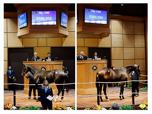 curlin, not this time colts, fasig-tipton photo