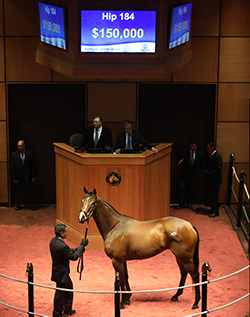 fasig tipton kentucky winter mixed over emphasize