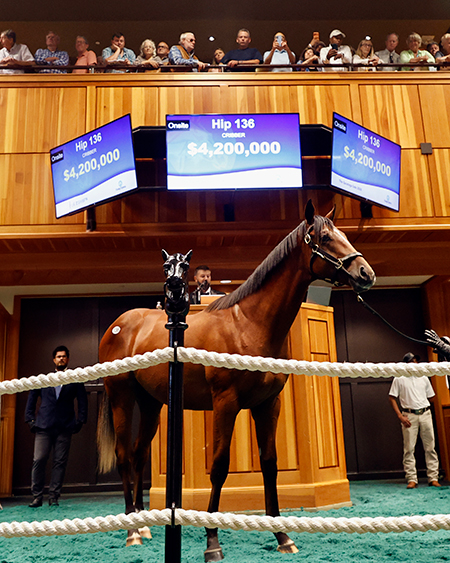 hip 136 fasig-tipton photo