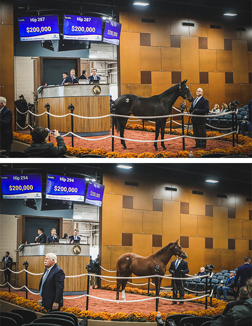 fasig tipton midlantic fall yearlings