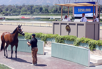 tiznow filly tops santa anita 2yo sale