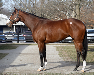 saguaro row fasig-tipton photo