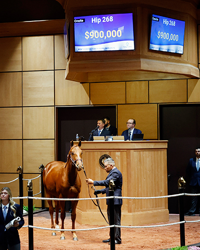 curlin colt fasig-tipton photo